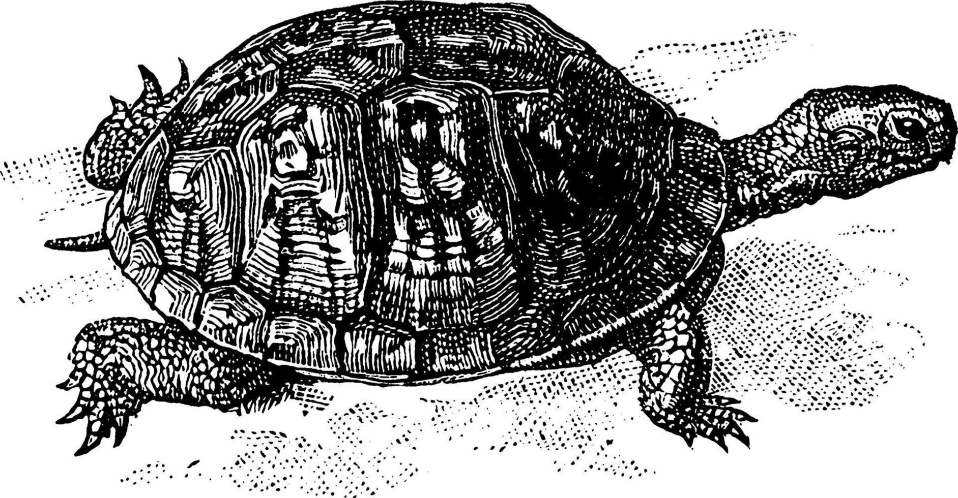 Dosenschildkrötenschildkröte, Vintage Illustration vektor