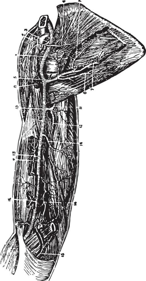 artärer av de ärm, årgång illustration. vektor