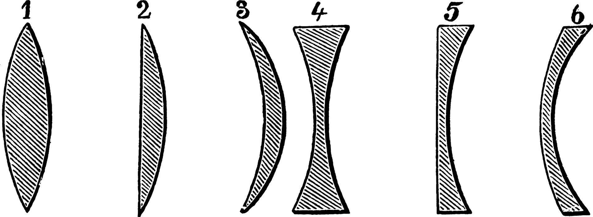 lins, årgång illustration. vektor