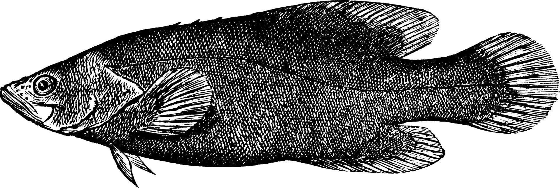 seifenfisch, vintage illustration. vektor