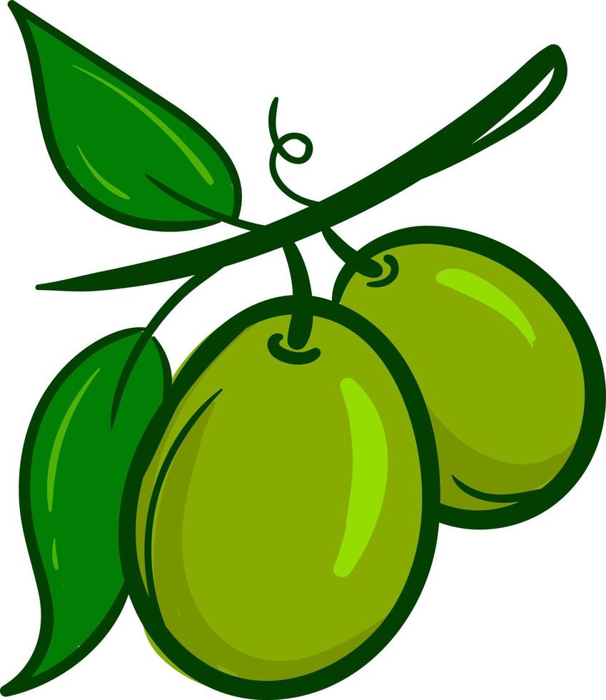 grüne Olive, Illustration, Vektor auf weißem Hintergrund