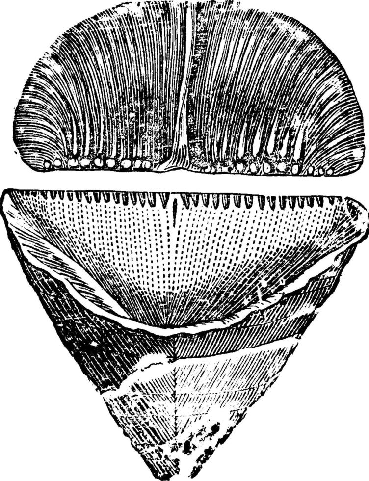 calceola sandalina fossiler, årgång illustration. vektor