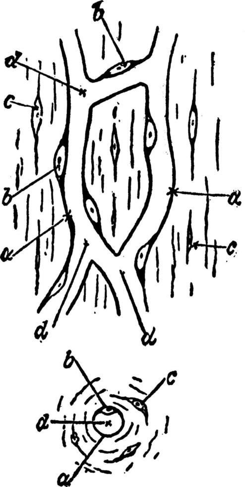diagram av en kapillär, årgång illustration. vektor
