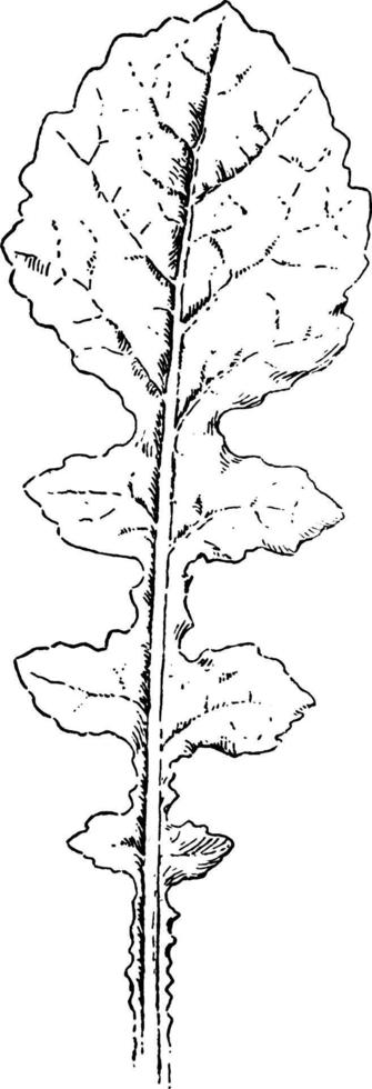 lyrat blad årgång illustration. vektor