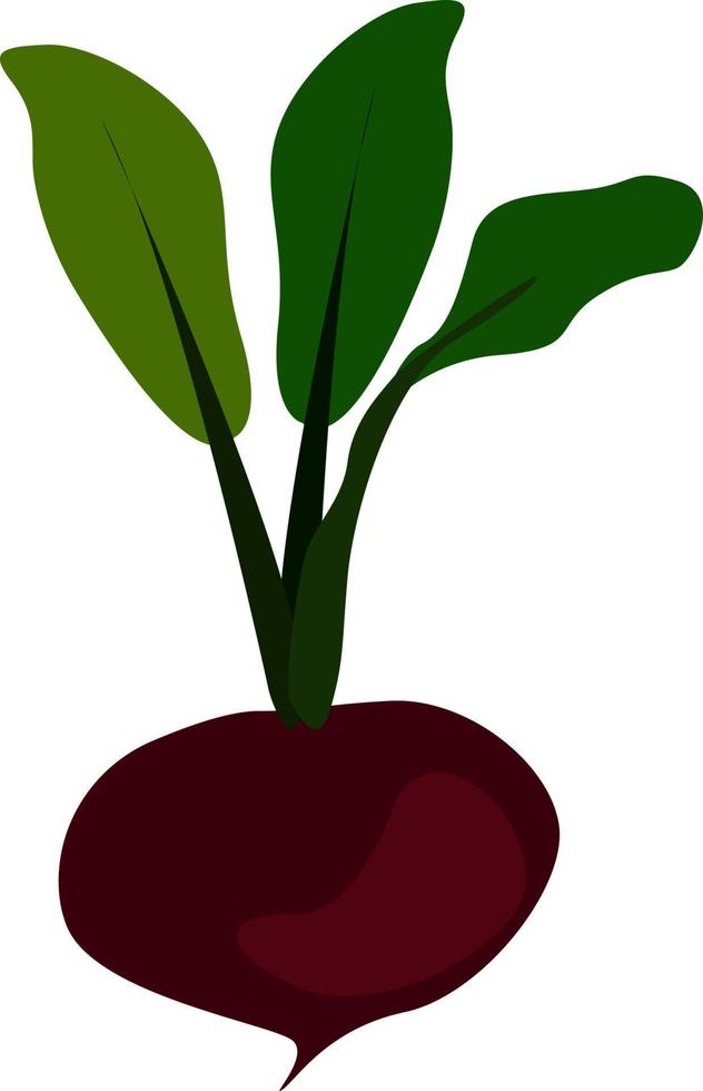 Rote Beete, Illustration, Vektor auf weißem Hintergrund.