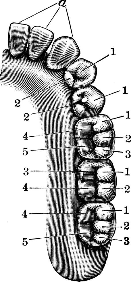 lägre käke med tänder, årgång illustration. vektor