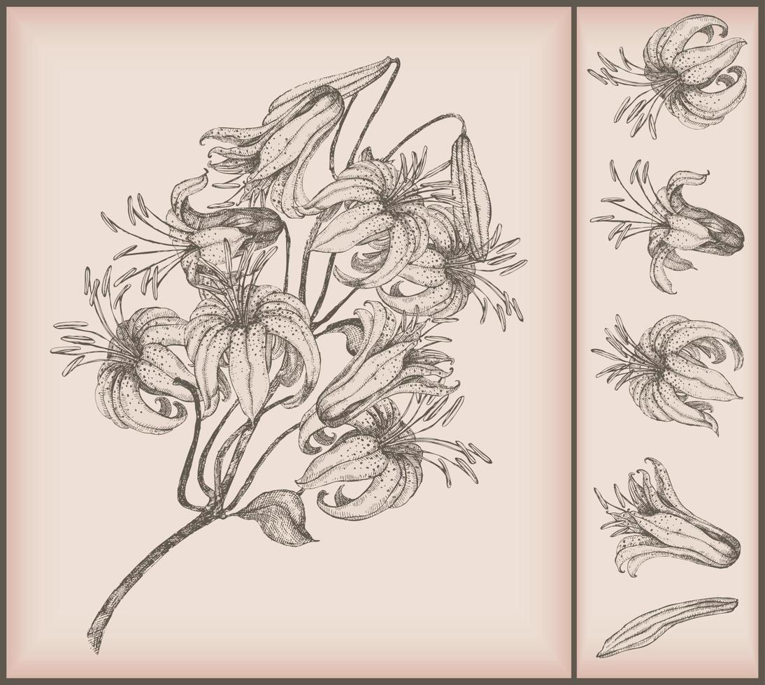 Vintage Blumenzeichnung vektor
