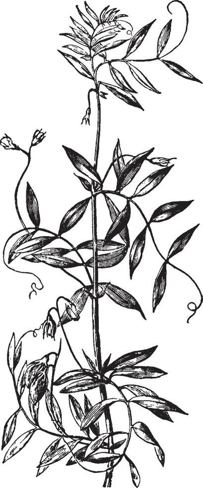 die vintage illustration der linsenpflanze. vektor