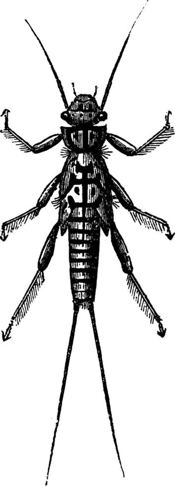 sten flyga, årgång illustration. vektor