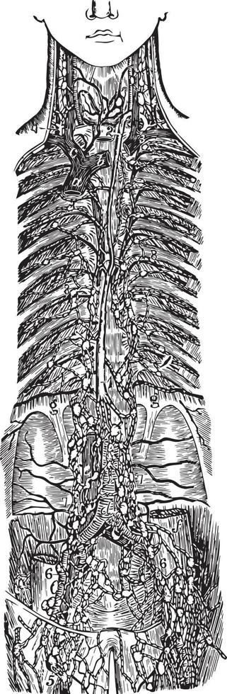 se av de bra lymfatisk stammar, årgång illustration. vektor