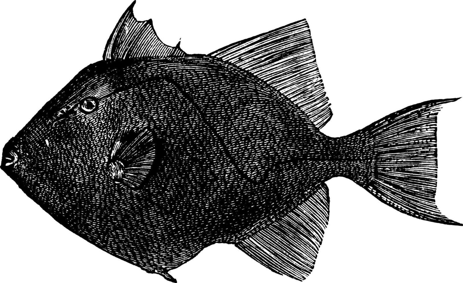 triggerfish, årgång illustration. vektor