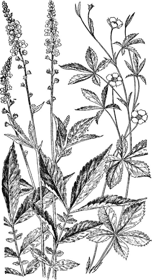 jordbruk och cinquefoil årgång illustration. vektor