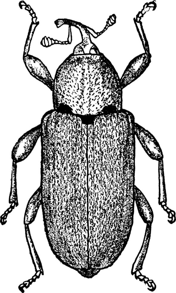 Potato Stalk Borer Adult, Vintage Illustration. vektor