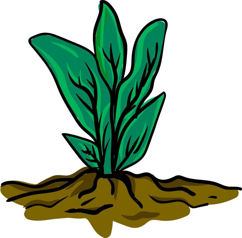 Pflanze im Boden, Illustration, Vektor auf weißem Hintergrund.