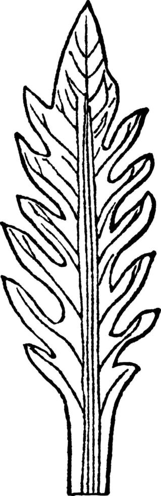 pinnatifid blad årgång illustration. vektor