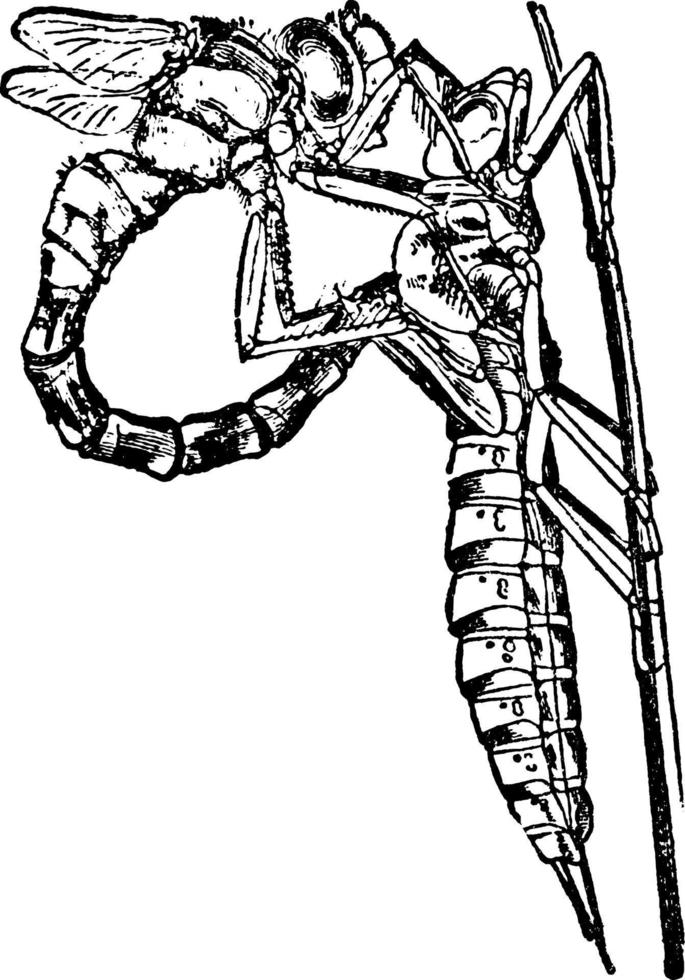 trollslända eller aeschua cyanea , årgång illustration. vektor