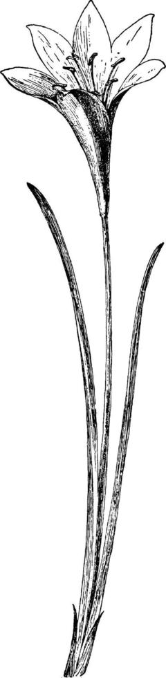 atamasco amaryllis årgång illustration. vektor