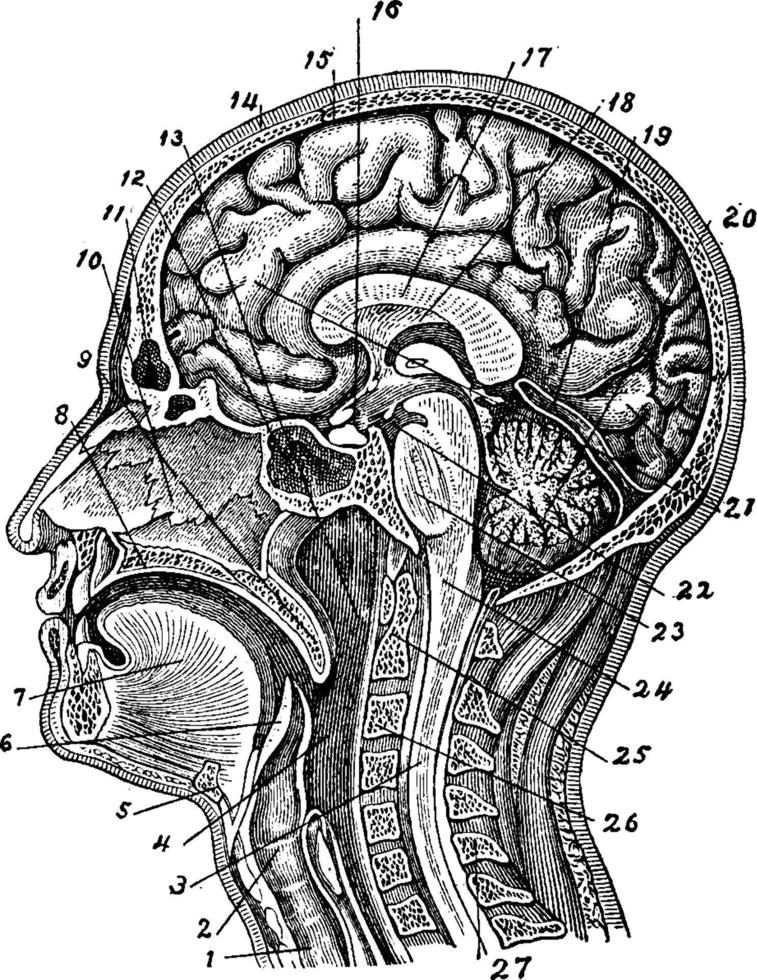 inre strukturera av mänsklig huvud, årgång illustration. vektor