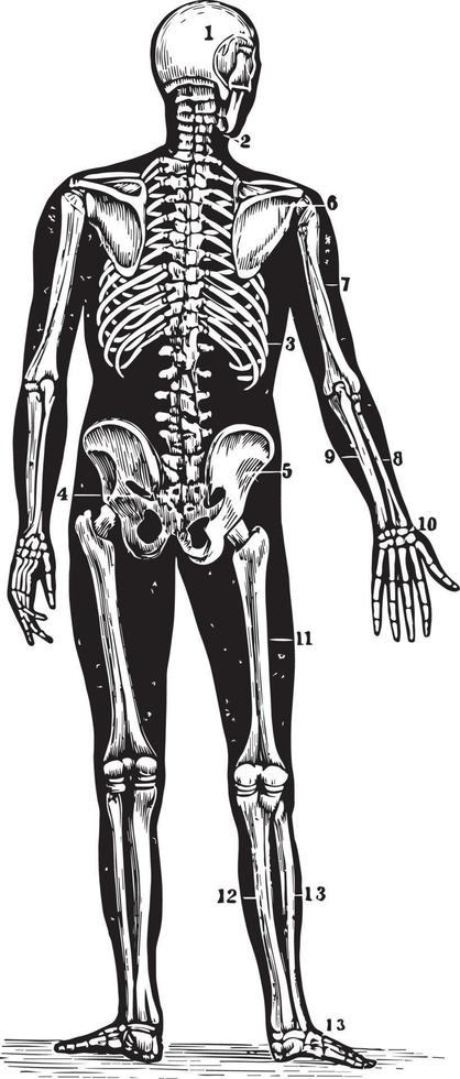 tillbaka se av en mänsklig skelett, årgång illustration. vektor