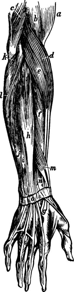 muskler av underarm, årgång illustration. vektor