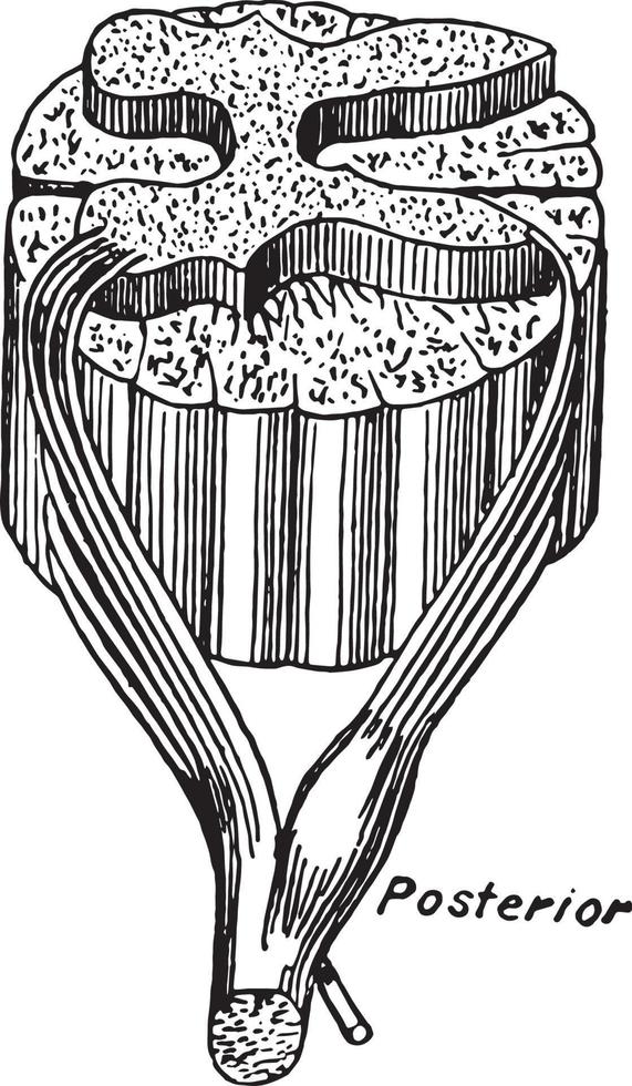 Bildung eines Spinalnervs, Vintage Illustration vektor