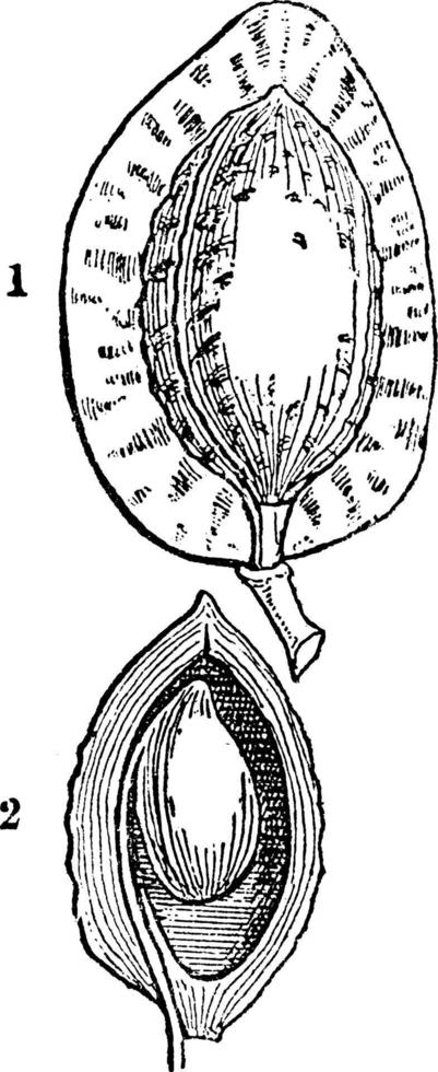 Pflaumenweinleseillustration. vektor