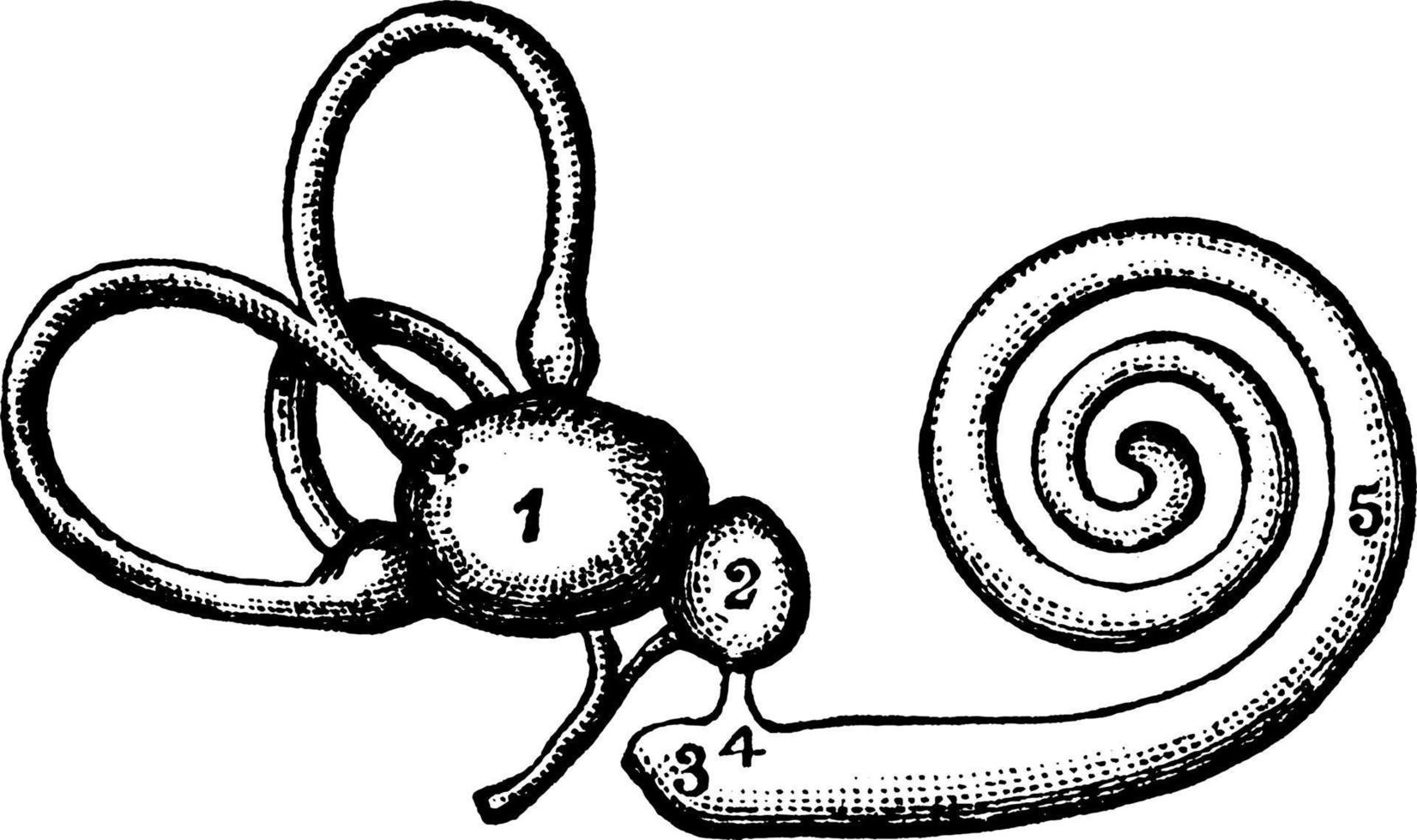 das labyrinth des innenohrs, vintage illustration. vektor