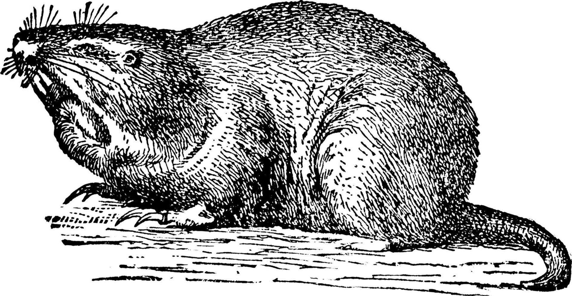 gopher oder geomyidae, vintage illustration. vektor