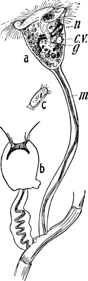 Vorticella, Vintage-Illustration vektor