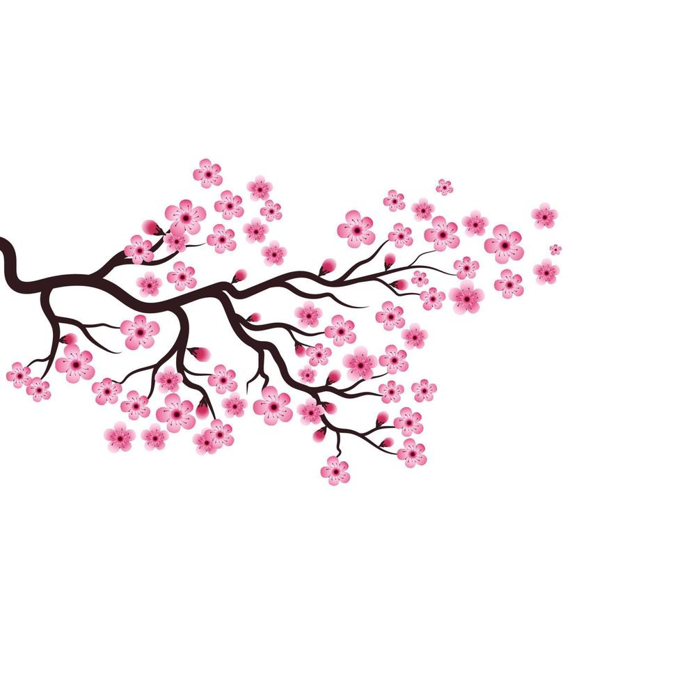 Sakura-Schönheitsblumen-Vektorsymbol vektor