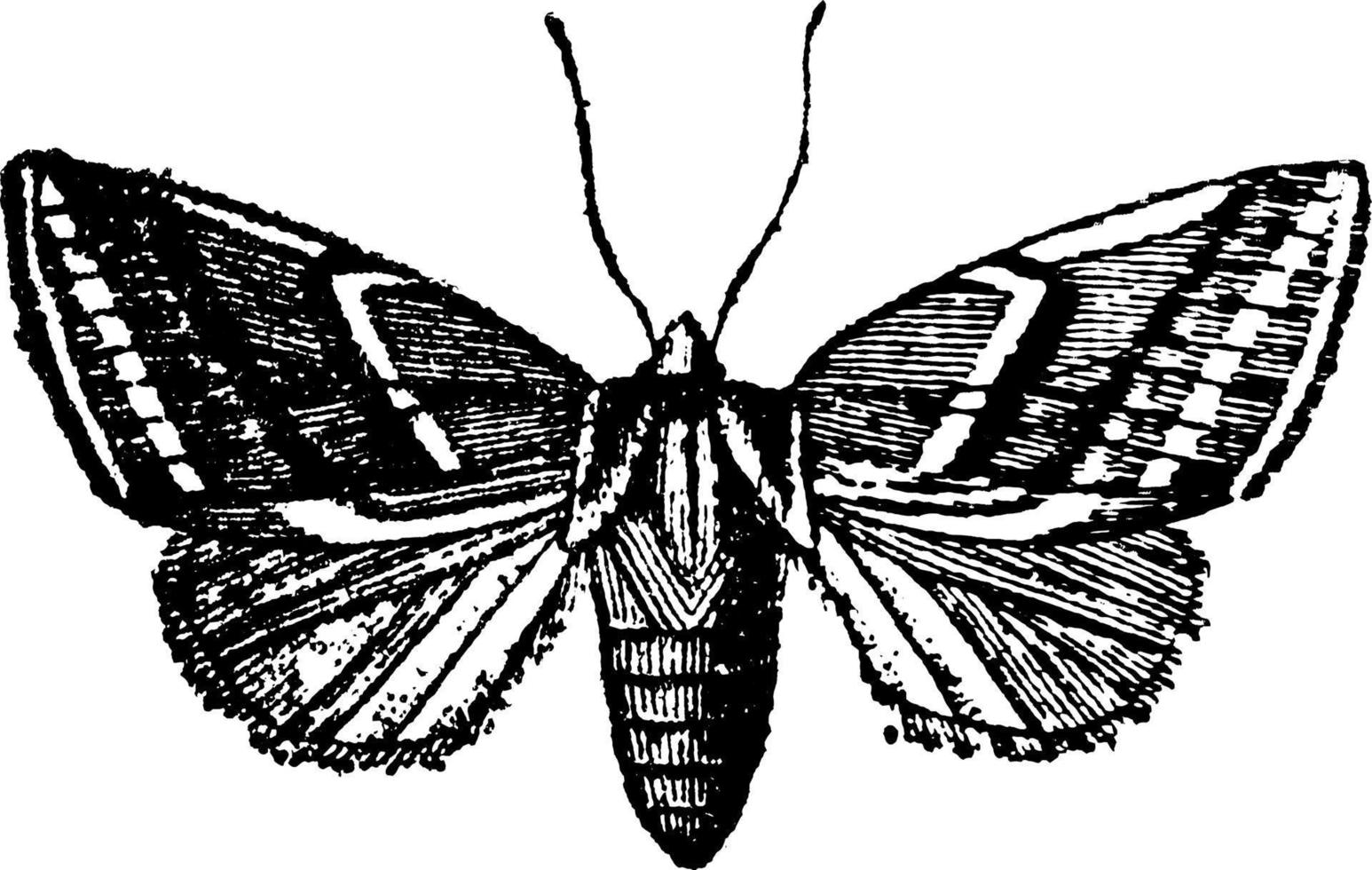 tortricina, årgång illustration. vektor