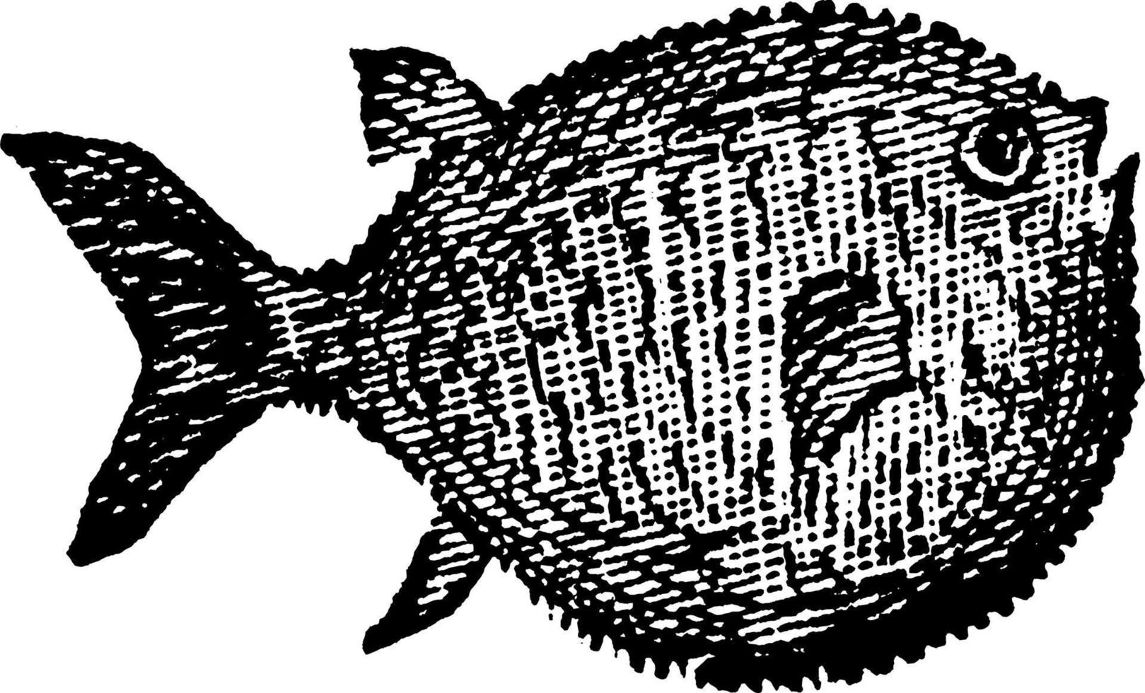 globefish, årgång illustration. vektor