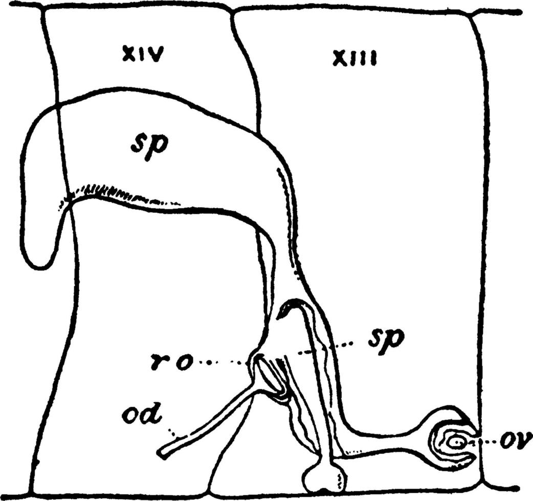 kvinna daggmask reproduktiv systemet, årgång illustration. vektor