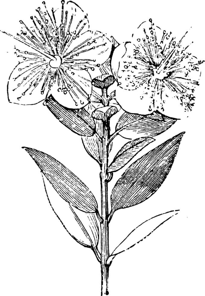 blommande branchlet av myrtus communis årgång illustration. vektor