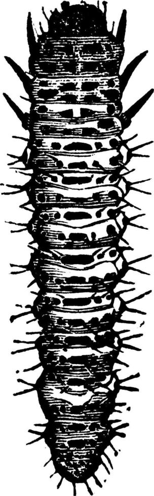 skalbagge, årgång illustration. vektor