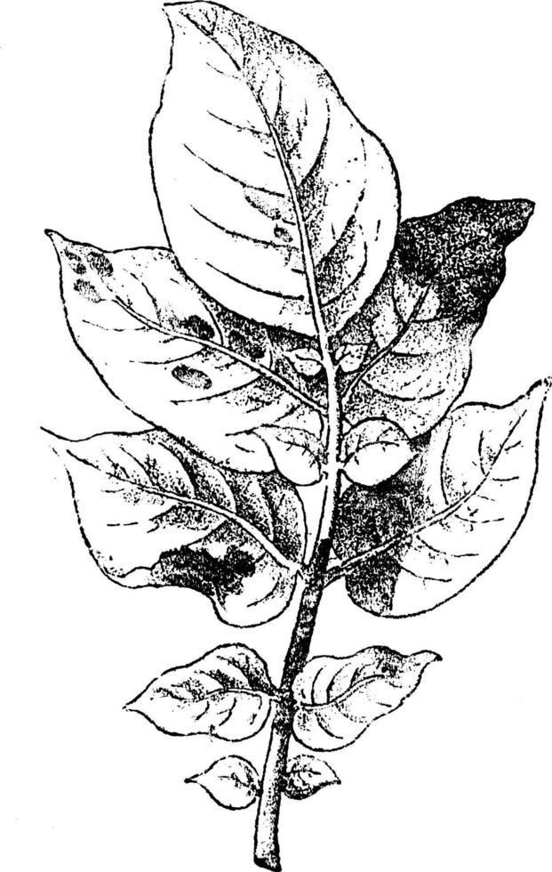 Kartoffelblatt angegriffen von Phytophthora infestans, Vintage-Illustration. vektor