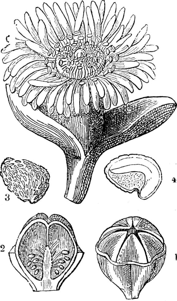 istapp växt årgång illustration. vektor