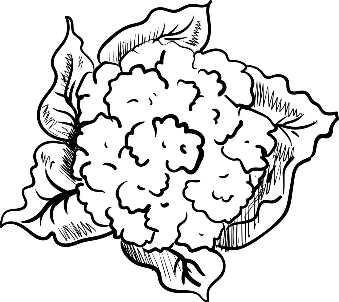 Blumenkohlzeichnung, Illustration, Vektor auf weißem Hintergrund.