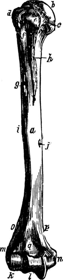 humerus, årgång illustration. vektor