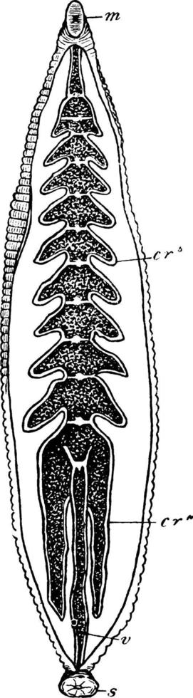 Verdauungssystem des Blutegels Blutegel, Vintage Illustration. vektor