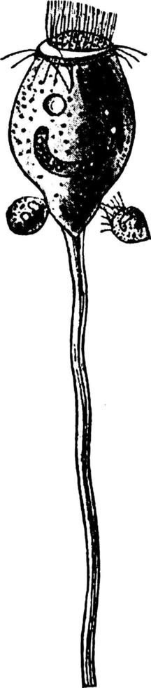 vorticella, årgång illustration. vektor