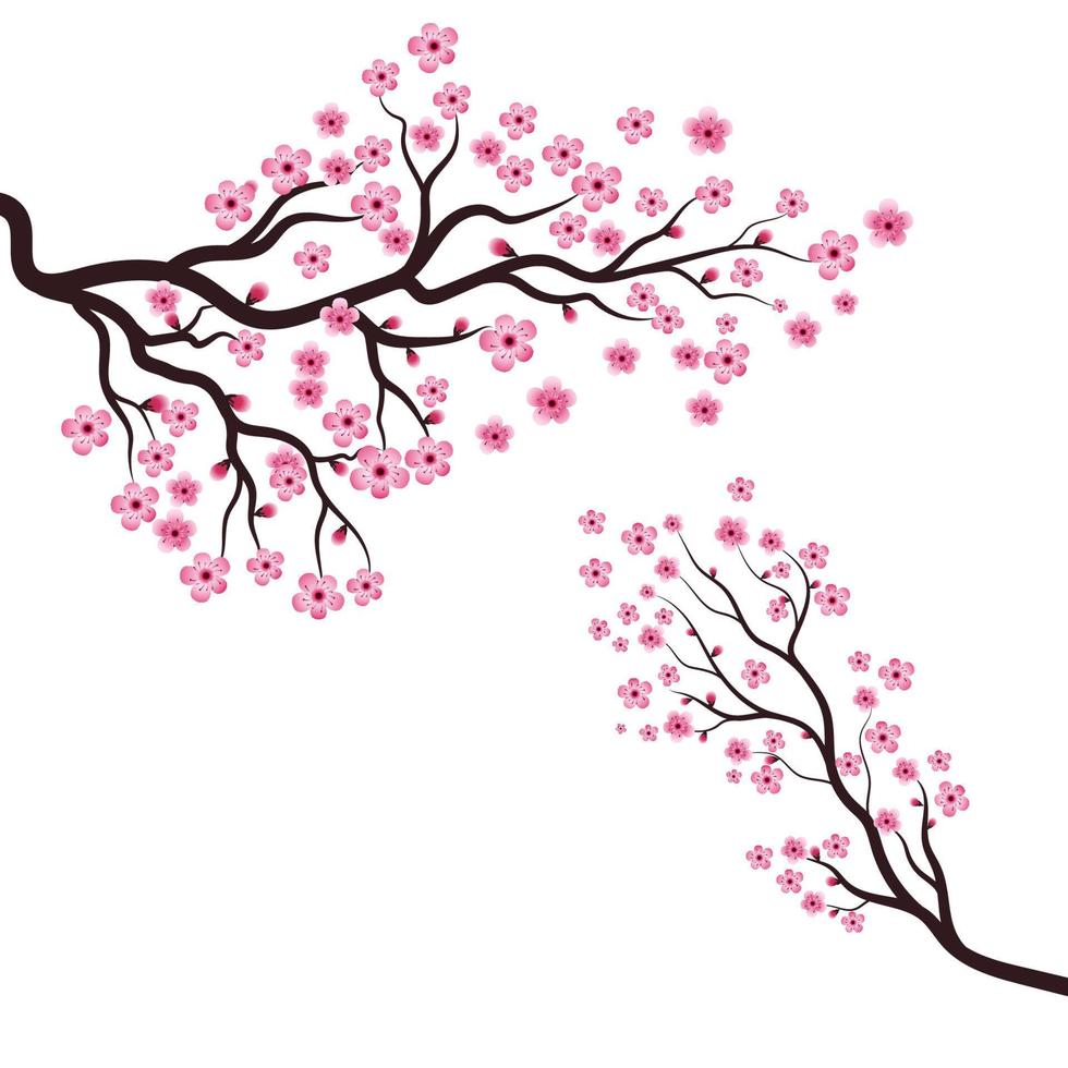 baum sakura blumenillustration vektor