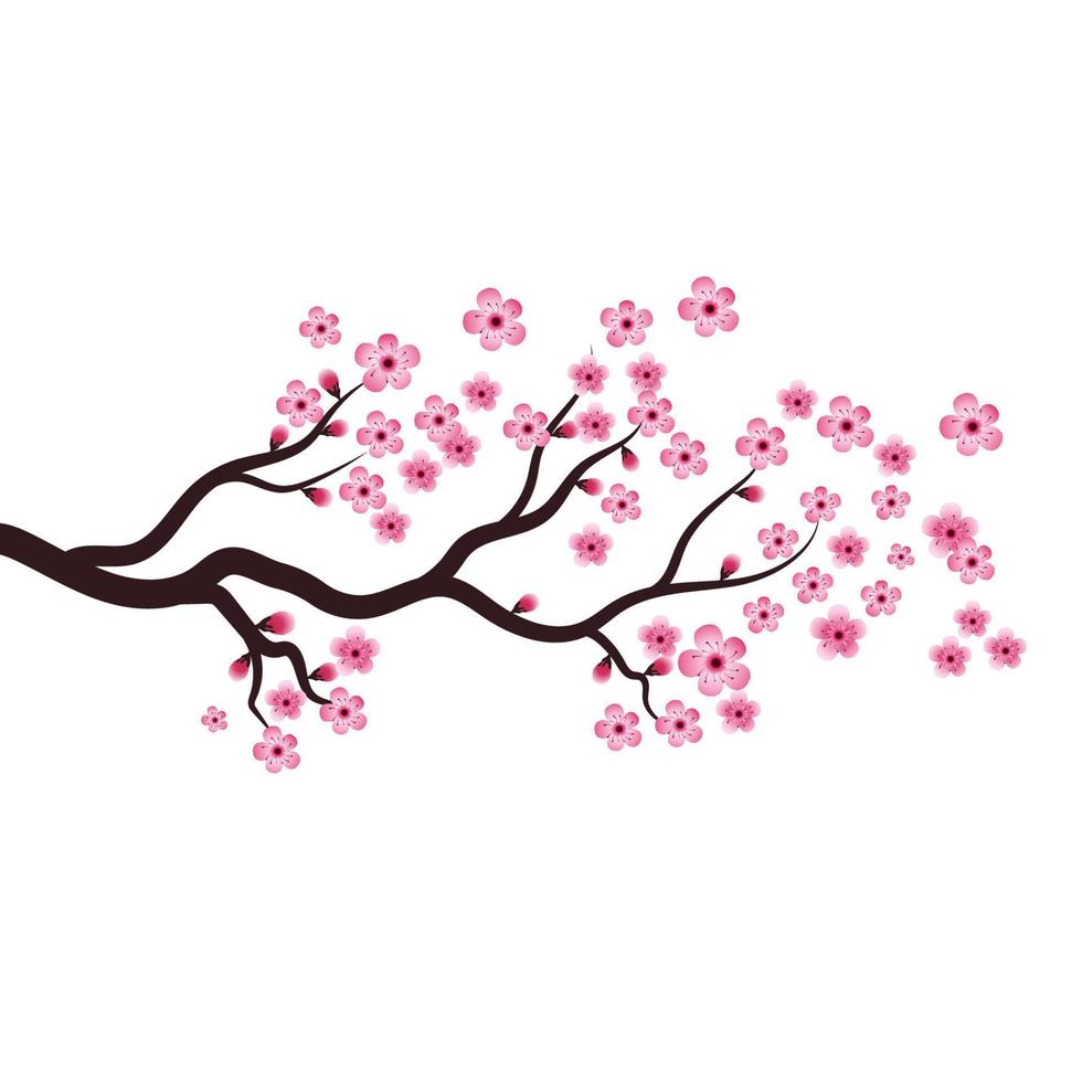 Sakura-Schönheitsblumen-Vektorsymbol vektor
