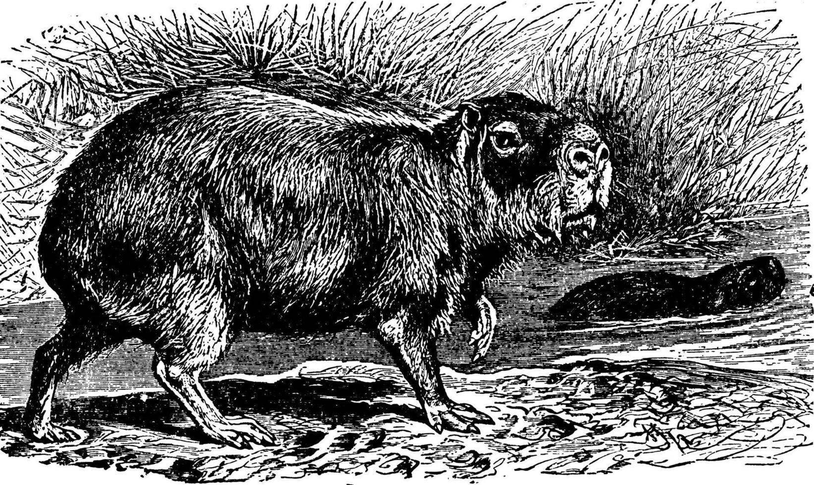 Capybara, Vintage-Illustration. vektor