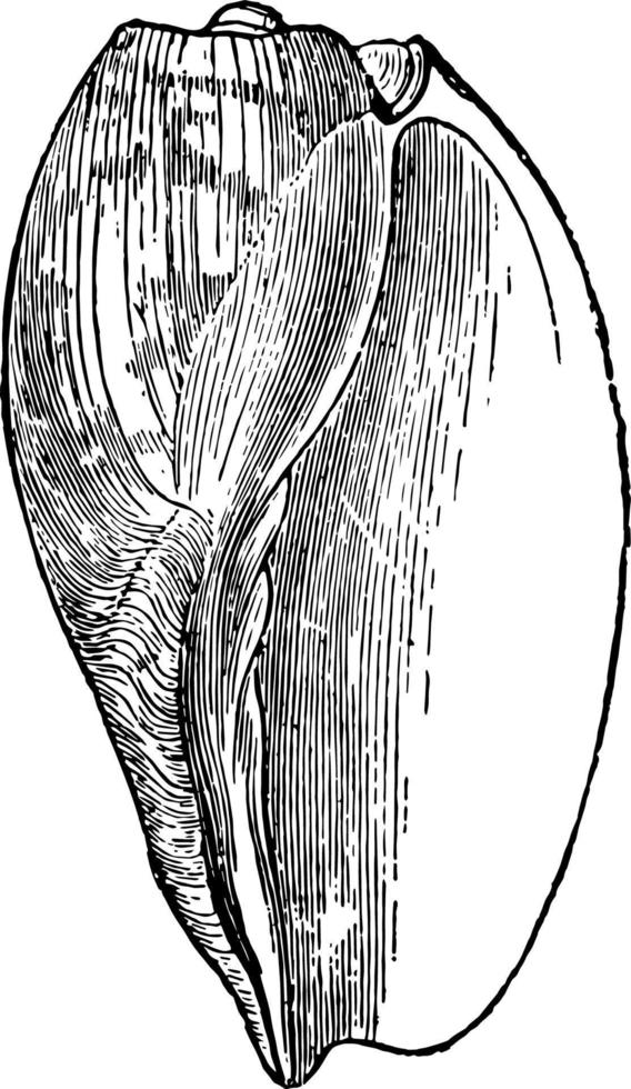 voluta cymbium årgång illustration. vektor