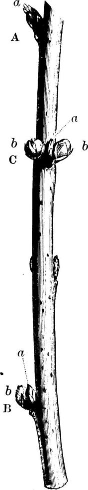 Zweig aus gereiftem Holz aus Nektarinen- und Pfirsichweinleseillustration. vektor