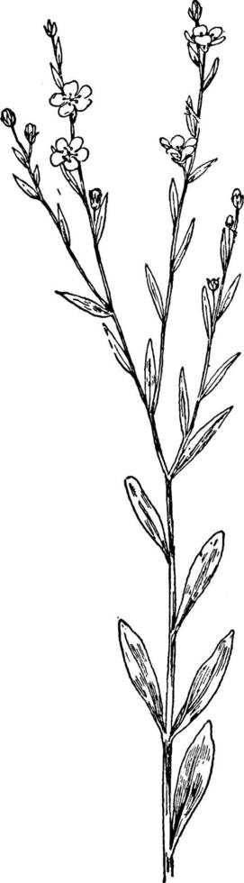 carolinianum, linum, flachs, familie, linaceae vintage illustration. vektor