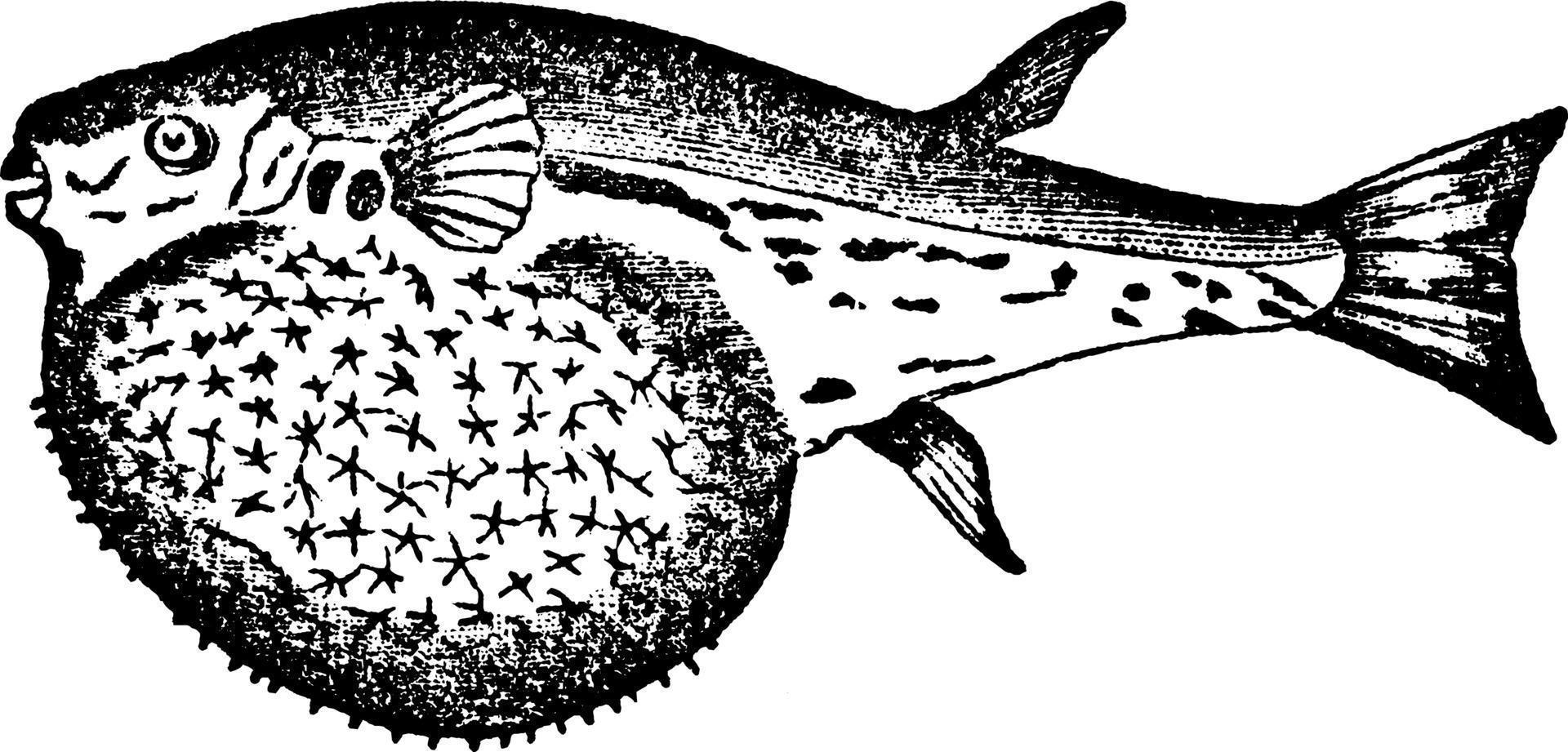 globefish, årgång illustration. vektor