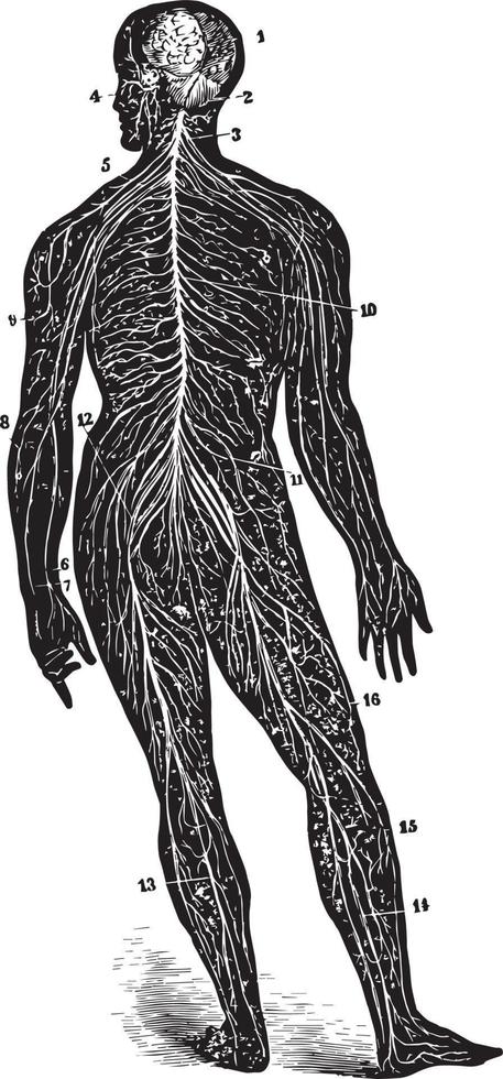 en tillbaka se av de hjärna och spinal sladd, årgång illustration vektor