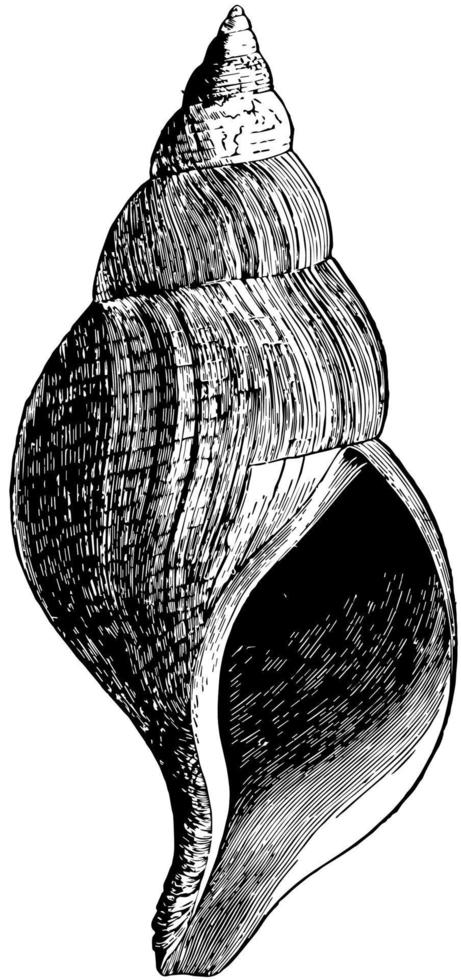 neptunea islandica, årgång illustration. vektor